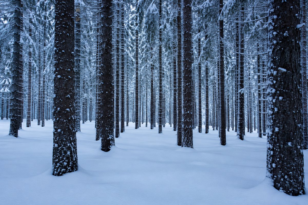 Dicht dennenbos met onaangeraakte sneeuw tussen de stammen in koud blauw licht