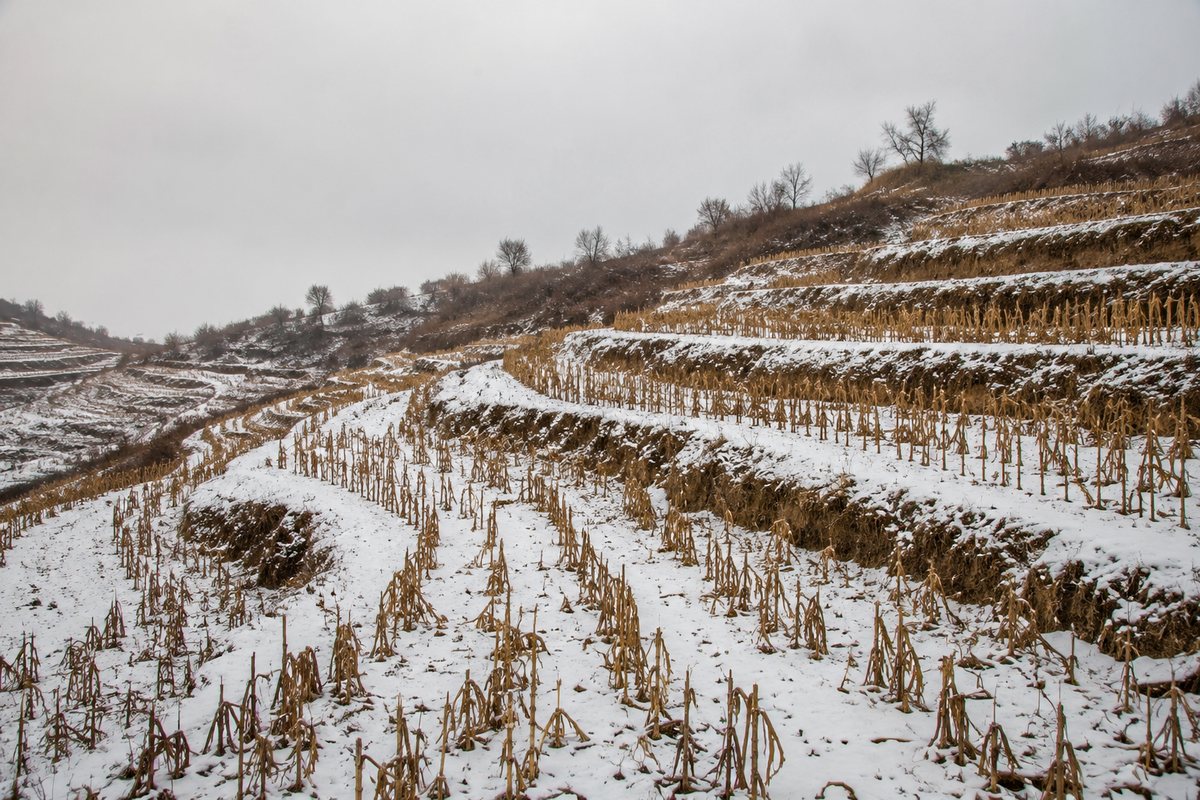 Terrasvelden op een helling onder dunne sneeuw, met droge stengels die blijven staan